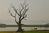 Leafless tree by lake, Burma, Riesiger blattloser Baum am Taungthaman See bei Amarapura, Mandalay