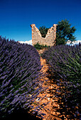 Lavendelfeld, Provence Frankreich