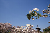 Kirschbluete, Sakura, Kyoto Japan