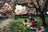 Cherry blossom celebration, Imperial Palace Park, Sakura, Kyoto, Japan