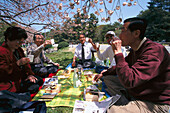 Picnic, Cherry Blossom celebration, Imperial Palace Park, Kyoto, Japan, Asia
