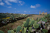 Church Ta` Pinu & Cactuses, Gozo Malta