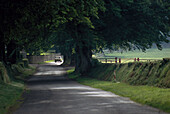 Landstrasse u. Pferdeweiden, Curragh Irland