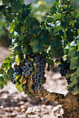 Vines with grapes in the sunlight, Bodega Camilo Castilla, Navarra, Spain, Europe
