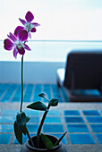 Orchid, Royal Meridien Hotel, Koh Samui, Thailand