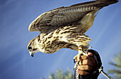 Falcon, Dubai, United Arabic Emirates