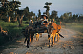 ox cart on dirt road, Cambodia