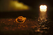 Toad crossing street, Headlights