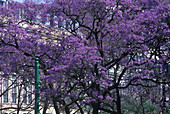 Jacaranda Blossoms, Bairro Alto Lisbon, Portugal
