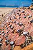Drying Fish on Beach, Nazare, Portugal