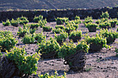 Winegrowing, Messa Gonia, Santorin Cyclades , Greece