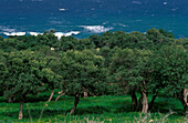 Coast & Olive trees, Akamas, South Cyprus Cyprus