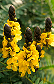 Jardim Bonatico, Quinta, Funchal, Madeira Portugal