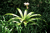 Jardim Bonatico, Quinta, Funchal, Madeira Portugal