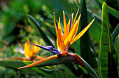 Botanischer Garten, Jardim Bonatico, Paradiesvogelblume, Strelitzia reginae, Funchal, Madeira, Portugal