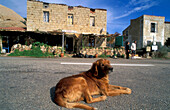 Sleepy dog, Roccapina, Corsica, France