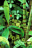 Sarcophagous plant at the ground, Kedah, Malaysia, Asia
