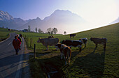 Kühe auf der Weide, bei Ramsau, Bayern, Deutschland