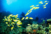 Two divers filming a school of fish at the Great Barrier Reef, Lutjanidae, Snappers, Ribbon Reefs, Great Barrier Reef, Queensland, Australia