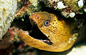 Close up of a Moray Eel, Ribbon Reefs, Great Barrier Reef, Queensland, Australia