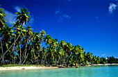 Palm, Coast, Rangiroa, Tuamotu Islands French Polynesia, South Pacific