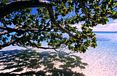 Tree, Beach, Makemo, Tuamotu Islands French Polynesia, South Pacific