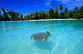 Turtle, Lagoon, Takapotu, Tuamotu Islands French Polynesia, South Pacific