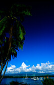 BAy, Yachts, Palms, Presqu' Ile, Tahiti, Windward Islands French Polynesia, South Pacific