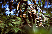 Tamarind, Plant, Ua Huka, Marquesas, French Polynesia, South Pacific