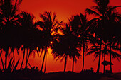 Palm beach at sunset, Cabarete, Dominican Republic, Caribbean, America