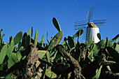 Windmühle, Lanzarote, Kakteenlandschaft Kanarische Inseln, Spanien