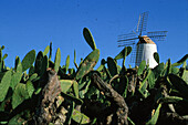 Windmuehle, Lanzarote, Kakteenlandschaft Kanarische Inseln, Spanien