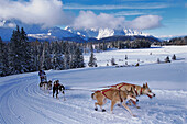 Hundeschlittenrennen in die Dolomiten, Alpencross, Dolomiten, Südtirol, Italien