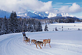 Alpencross, Dog-Sled-Race in the Dolomites South Tyrol, Italy