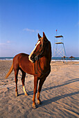 Arab Horse, Beach, Djerba Tunesia