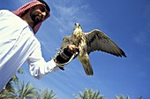 Scheich mit Falken, Dubai, Vereinigte Arabische Emirate