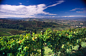 Vineyards, Piemont Italy