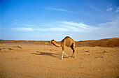 Dromedaries walking through the sand of the desert, Oman