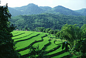 Reisterrassen und das Dorf Muong in der Hoa Binh Provinz, Hoa Binh, Vietnam, Asien