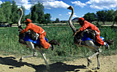 Race, Oudtshoorn ostrich farm, Oudtshoorn, Cape Province Southafrica, Africa