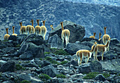 Guanacos near Cotopaxi volcano, Ecuador, South America