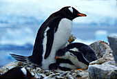 Gentoo penguins breeding on Graham Coast, Graham Land, Antarctic Peninsula Antarctica