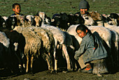 Mädchen beim Schafe melken, Steppe Gobi, Mongolei, Asien