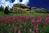 Summer in Terelj Mountains, Terelj, Mongolia Asia