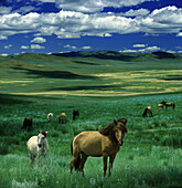 Wild horses in Mongolian Steppe, Gobi Steppe, Mongolia, Asia