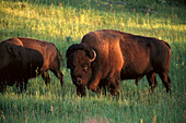Bisons, Elk Island NP, Alberta Canada