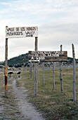 Cattle and Signposts, Creel, Chihuahua, Mexico