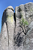 Baum wächst an einer Felswand, Tal der Mönche, Creel, Chihuahua, Mexiko, Amerika