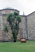 Palm tree in front of Wall, garden of Topkapi, Istanbul, Turkey