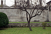 Baum vor Mauer, Garten von Topkapi, Istanbul, Türkei